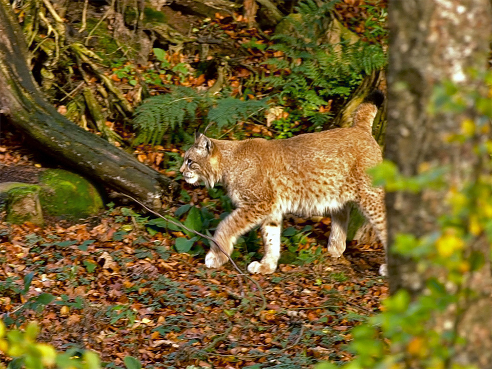 Naturcamping-Harz-am-See-Erlebnisse-BadHarzburg-Luchs